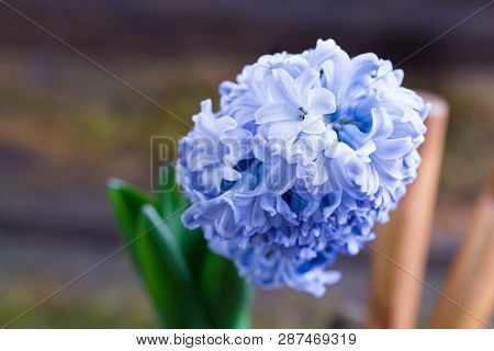 Blue Hyacinth Hyacintus Orientalis In Flowerpot. Wooden Background