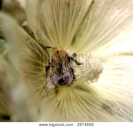 Impollinazione delle API su malvarosa