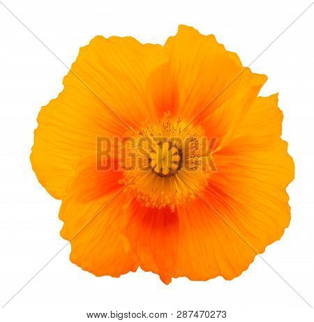 Orange Poppy Flower Isolated On White Background