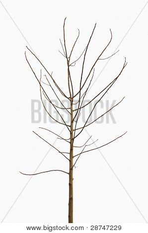 Albero solitario