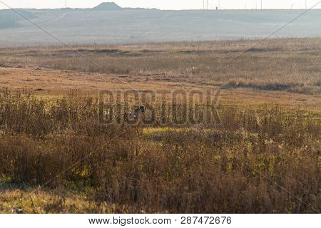 Winter Tavrian Steppe