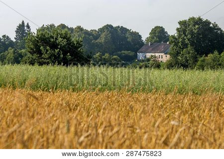 Country House Near Field Of Cereals Close To The River. Field With Cereal And House Between The Tree