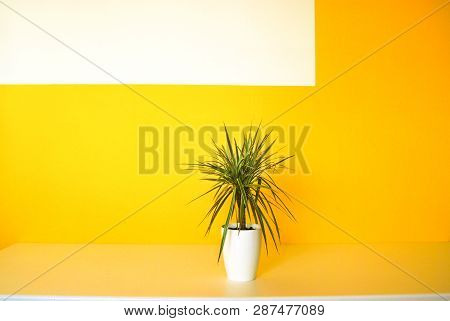 Dracena Plants In The Room In An Essential Lines