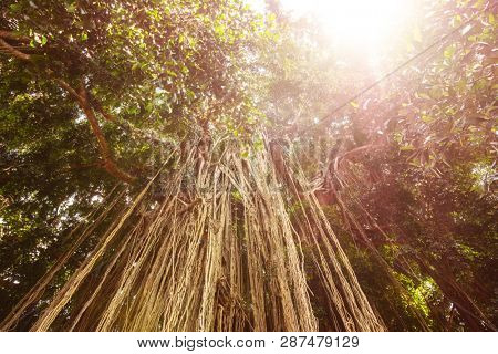 Long trailing aerial or adventitious roots on a tree in Bali Indonesia viewed from below looking up to the green canopy above