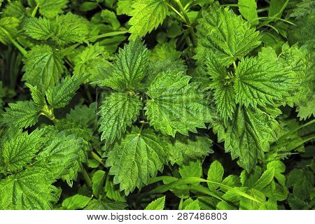 Leaves Of A Young Nettle Background Close-up