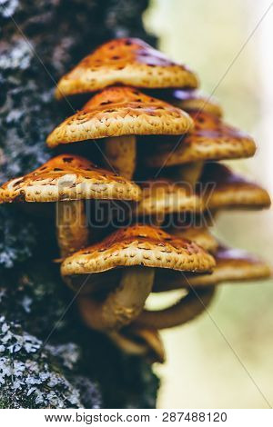 Pholiota Aurivella Mushrooms On A Birch Tree In The Autumn Forest