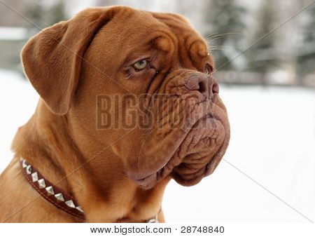 Bordeauxské dogy