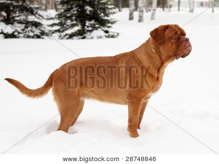 Bordeauxské dogy