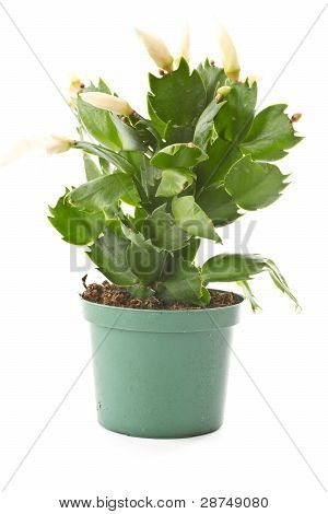 Zygocactus Truncatus