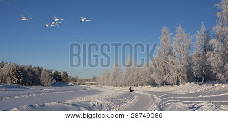 Un giorno d'inverno con Bianca Brina sugli alberi, sunnt oltre pilotato da quattro whoopees.