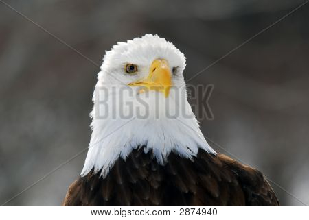 Águila calva americana