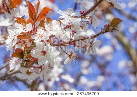 White Red Flowers Of Prunus Cerasifera. Blossoming Branch With With Flowers Of Cherry Plum. Blooming