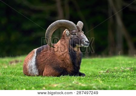 Big European Moufflon In The Nature Habitat