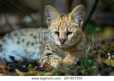 Close Up Young Serval Cat (felis Serval)