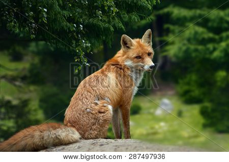 Closeup Of A Wild Young Red Fox (vulpes Vulpes) Resting In A Forest