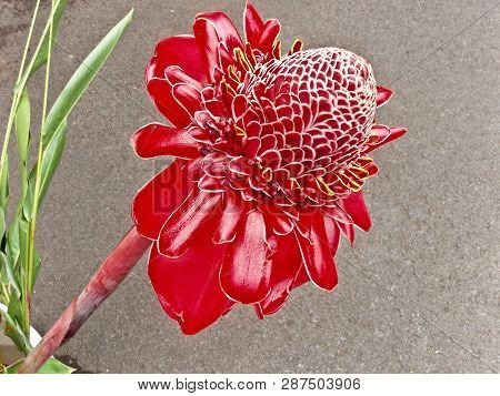 Bright Red Passion Flower Native To Hawaii