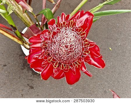 Bright Red Passion Flower Native To Hawaii