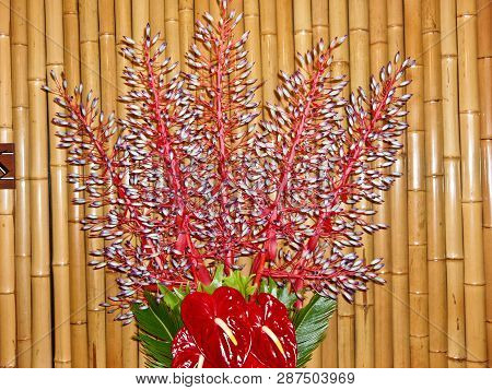 Anthurium, Is A Genus Of About 1000 Species Of Flowering Plants, The Largest Genus Of The Arum Famil