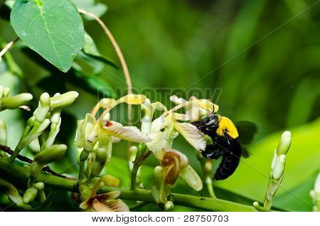 Carpenter Bee In de natuur