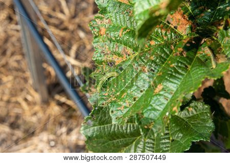 Hazelnut Leaves Are Damaged By Parasites And Rot Diseases. Pests And Hazelnut Garden Protection Conc