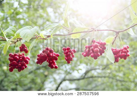 Ripe Fruits Of Red Schizandra With Green Leaves Hang In Sunny Rays In Garden. Red Schisandra Growing