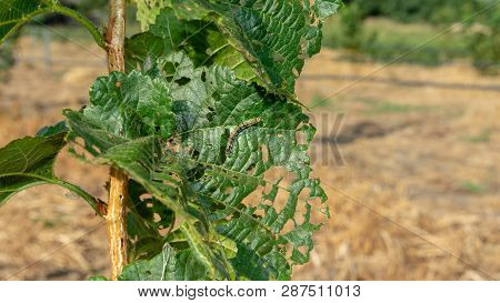 Hazelnut Leaves Are Damaged By Parasites And Rot Diseases. Pests And Hazelnut Garden Protection Conc