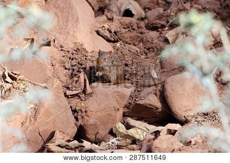 Abyssinian Grass Rat (arvicanthis Abyssinicus) On A Rock In Ethiopia