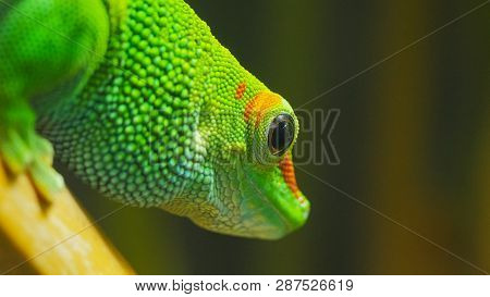 Close Up Of A Madagascar Giant Day Gecko