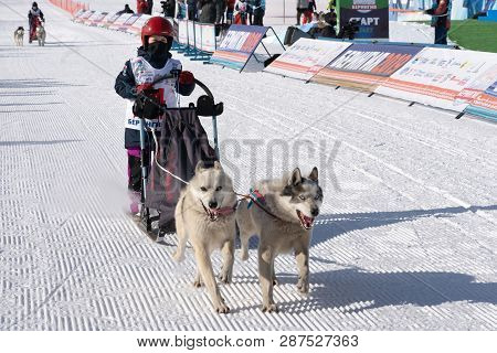 Petropavlovsk Kamchatsky City, Kamchatka Peninsula, Russian Far East - Feb 21, 2019: Running Husky D