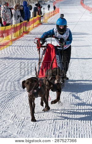 Petropavlovsk Kamchatsky City, Kamchatka Peninsula, Russian Far East - Feb 21, 2019: Running Dog Sle