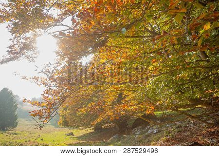 Trees In Autumn Season Background. Autumn Lansdscape