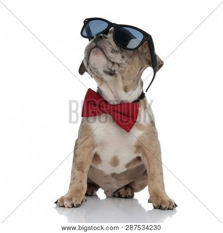 American bully puppy wearing bowtie and sunglasses sitting on white background