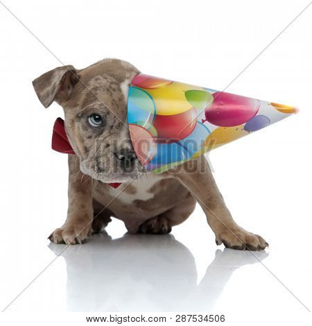American bully puppy wearing bowtie and birthday cap on white background