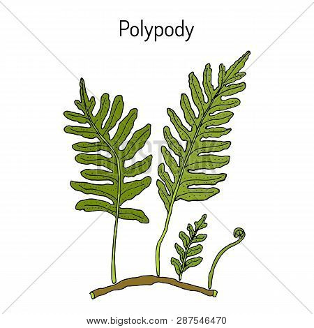 Common Polypody Polypodium Vulgare , Medicinal Plant. Hand Drawn Botanical Vector Illustration