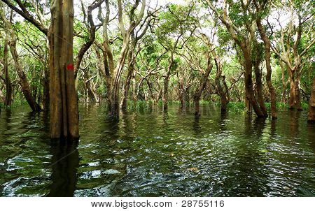 Floresta de mangue perto de Siem Reap, Camboja