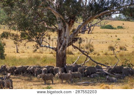 Herd Of Sheep Under A Tree In Rural Australia