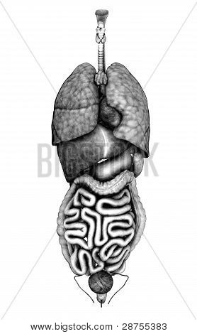 Organi interni - matita disegno stile