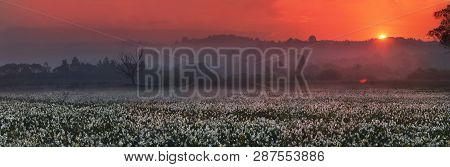 Narcissus Valley