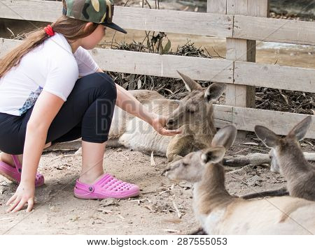 Kibutz Nir David, Israel, June 10, 2017 : Girl Feeds A Kangaroo At The Australian Zoo Gan Guru In Ki