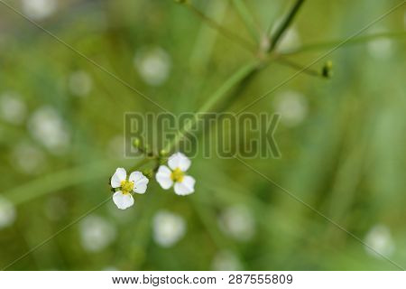 Common Water Plantain - Latin Name - Alisma Plantago-aquatica