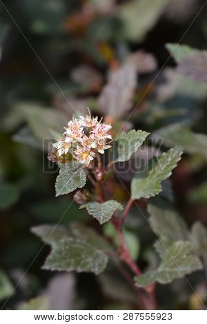 Little Joker Ninebark - Latin Name - Physocarpus Opulifolius Little Joker