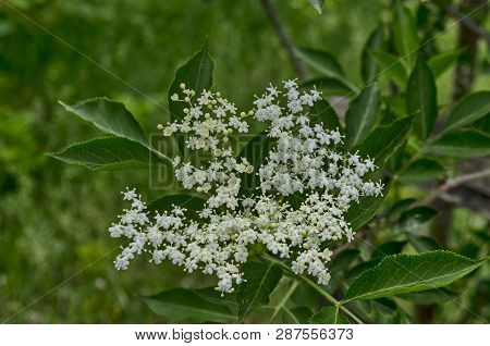Sambucus Or Elder In The Springtime Field, Lozen Mountain, Sofia, Bulgaria