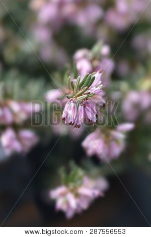 Darley Dale Heath - Latin Name - Erica * Darleyensis