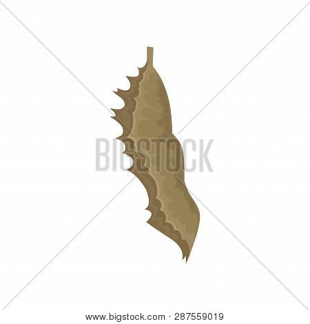 Flat Vector Of Butterfly Pupa. Chrysalis Of Insect. Nature And Biology Theme. Element For Entomologi