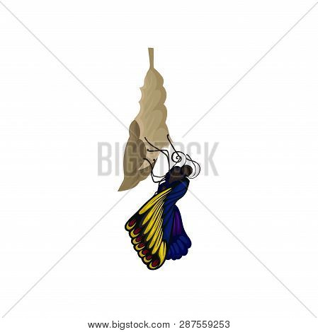 Newly Born Butterfly On Cocoon. Beautiful Flying Insect With Bright Blue-yellow Wings. Nature Theme.
