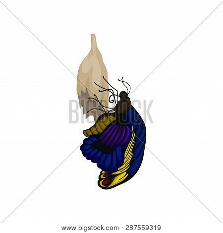 Flat Vector Of Newly Born Butterfly On Cocoon. Flying Insect With Blue-yellow Wings. Entomology Them