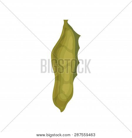 Flat Vector Of Larva In Bright Green Cocoon. Chrysalis Of Butterfly. Nature And Biology Theme