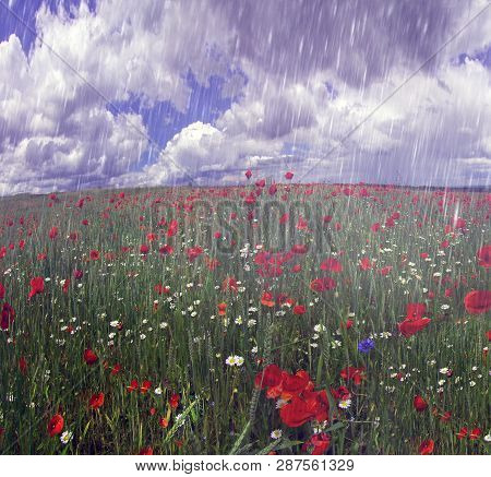 Field With Bright Blooming Poppies