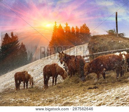Pasture In A Blizzard. In March-april After A Winter In The Mountains Of Unstable Weather, And Repla
