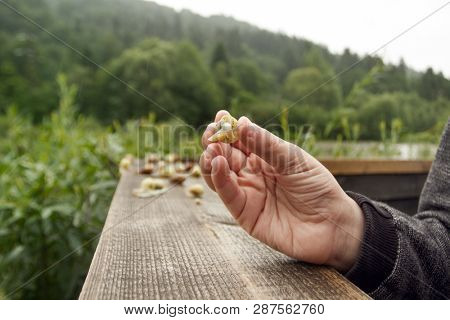 Happy Boy and Group of Snails on the Wooden Plank. Wild Life of Snails in the Nature. Boy discovering the nature